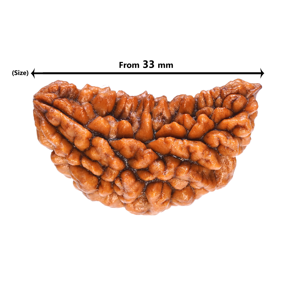 1 Mukhi Rudraksha Bead For Spiritual Growth