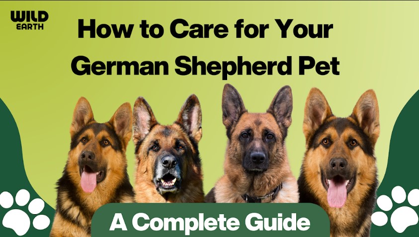 How to Make Pupsicles Homemade Dog Popsicles