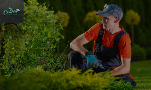 Professional Landscape Services to Beautify Your Property