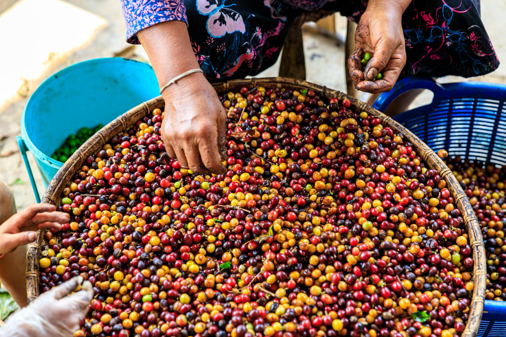 Papua New Guinea coffee