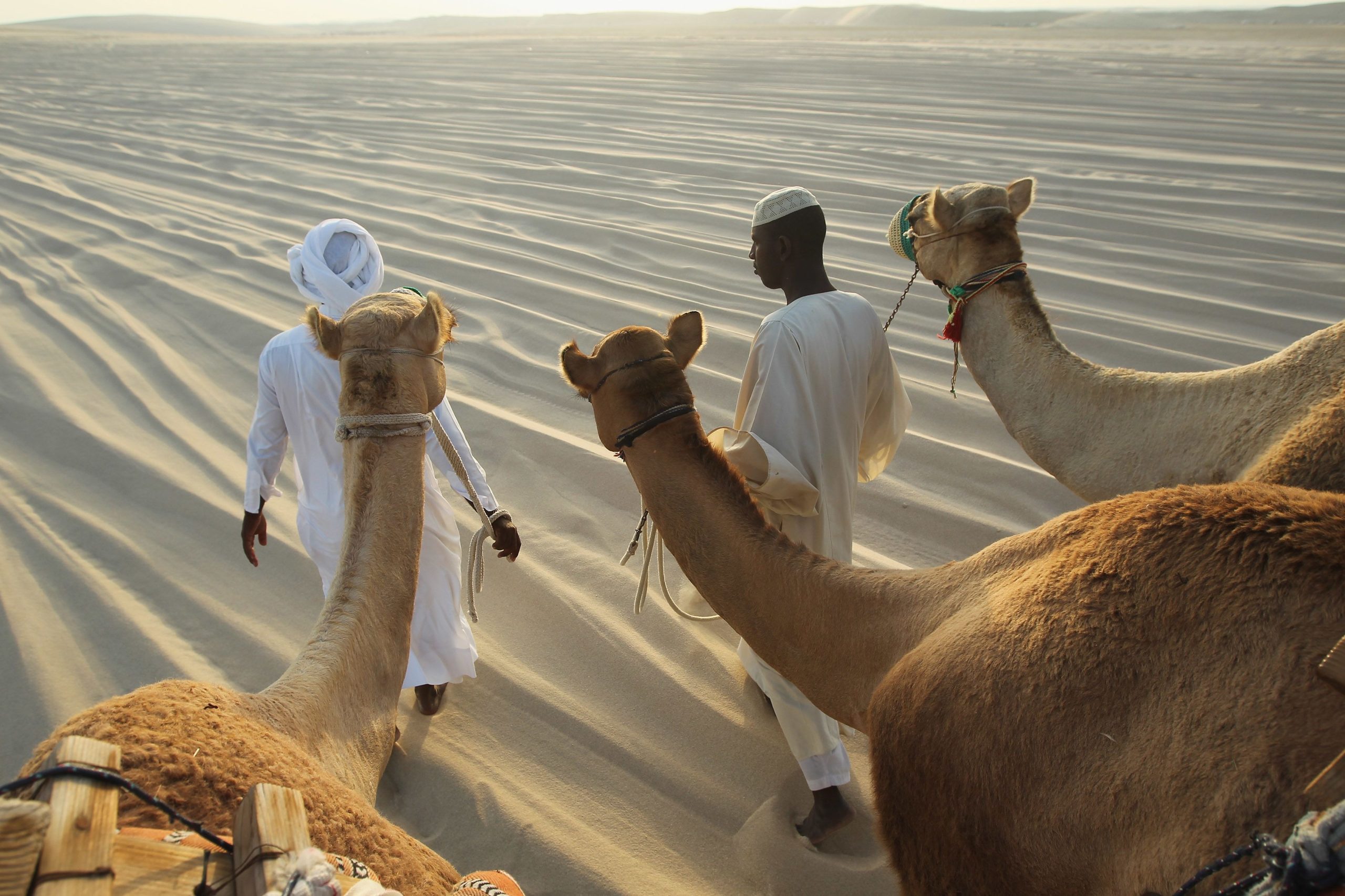 Camel Racing Qatar