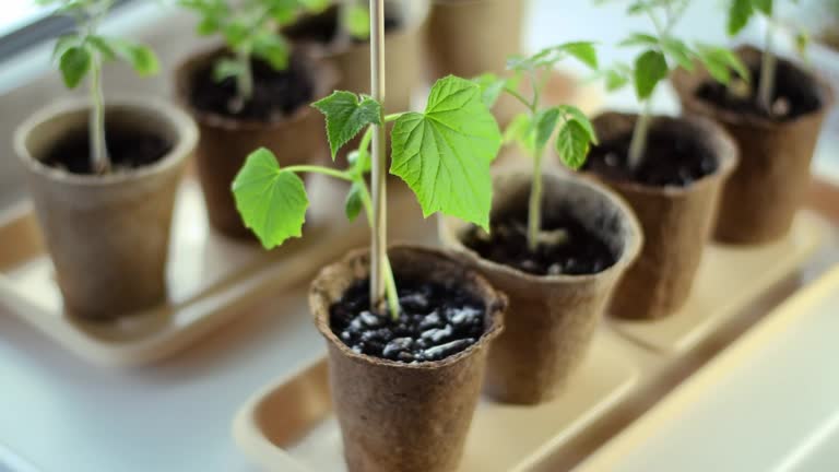 landscape garden stakes