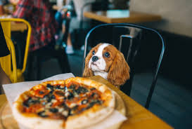 Dog Friendly Restaurant in Raleigh