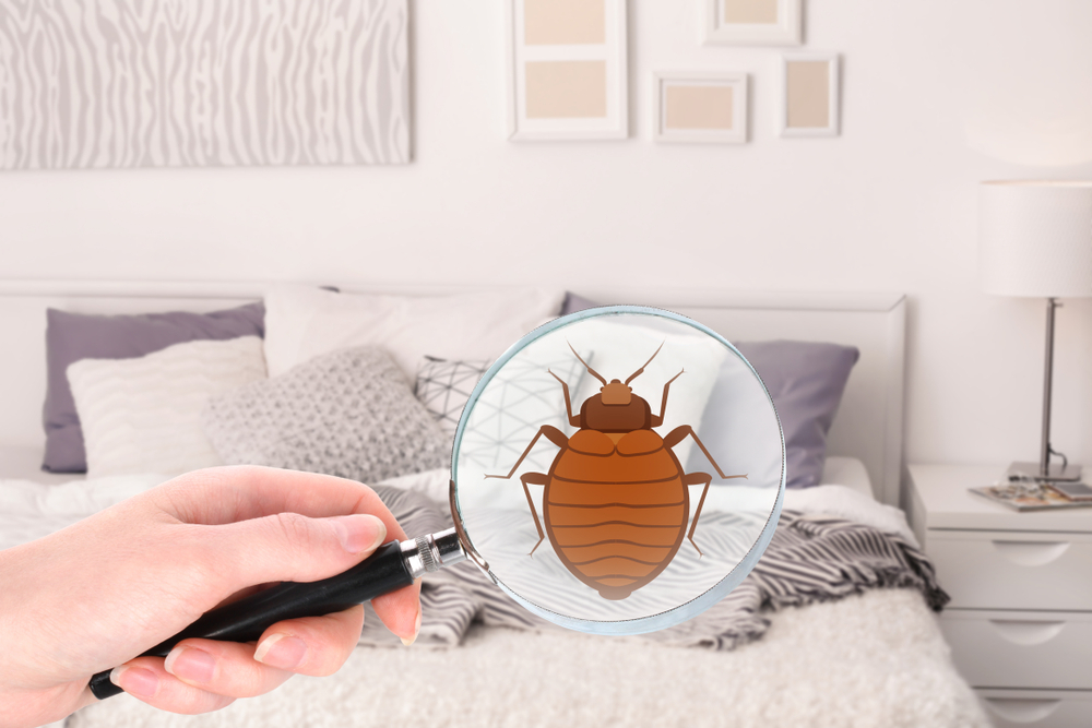 Bed Bug Treatment Service