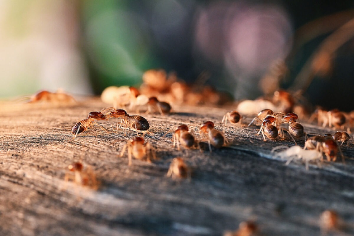 Comprehensive Pest and Termite Control Services in Jaipur