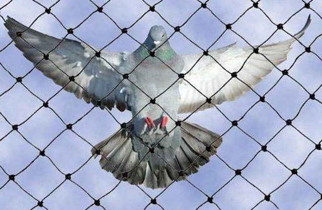 Effective Bird Netting Solutions in Jaipur, Ajmer, Udaipur, Jodhpur, and Surat