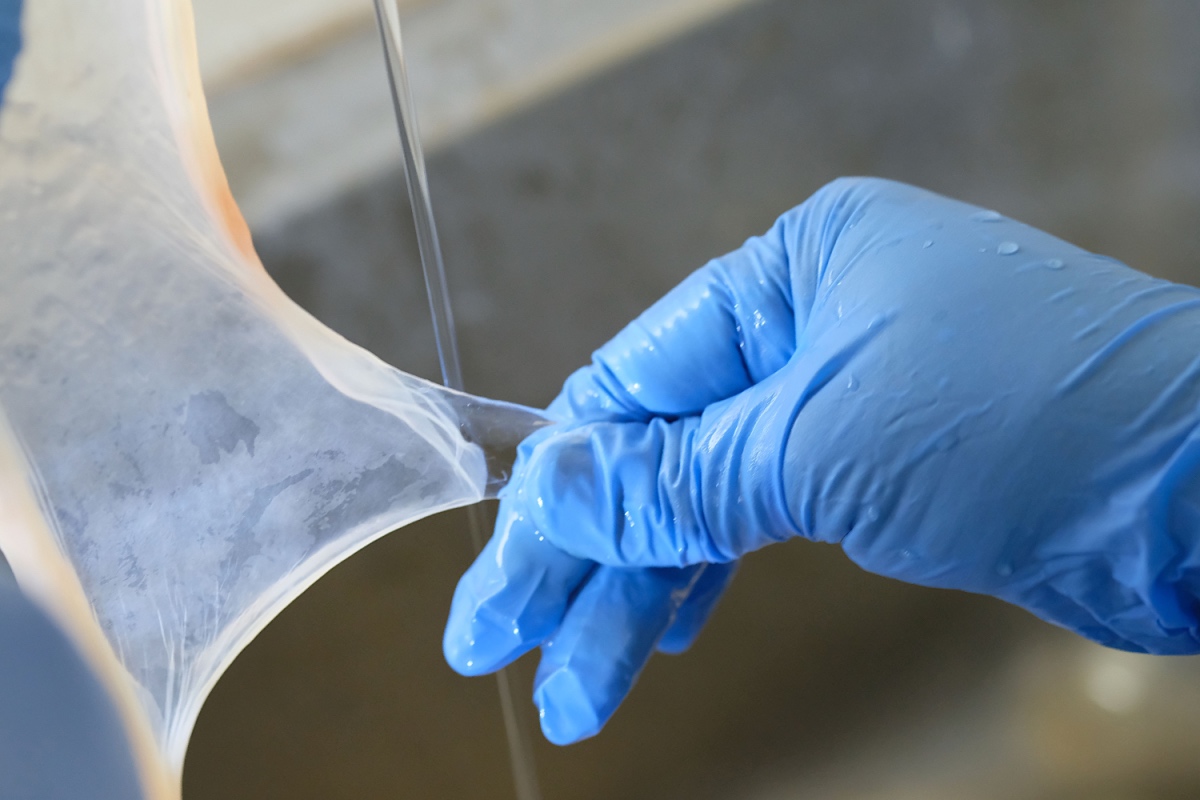amniotic membrane graft for wounds, dual Layer Membrane