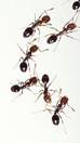 ant removal in Pickering pest control in Pickering professional ant removal ant removal service