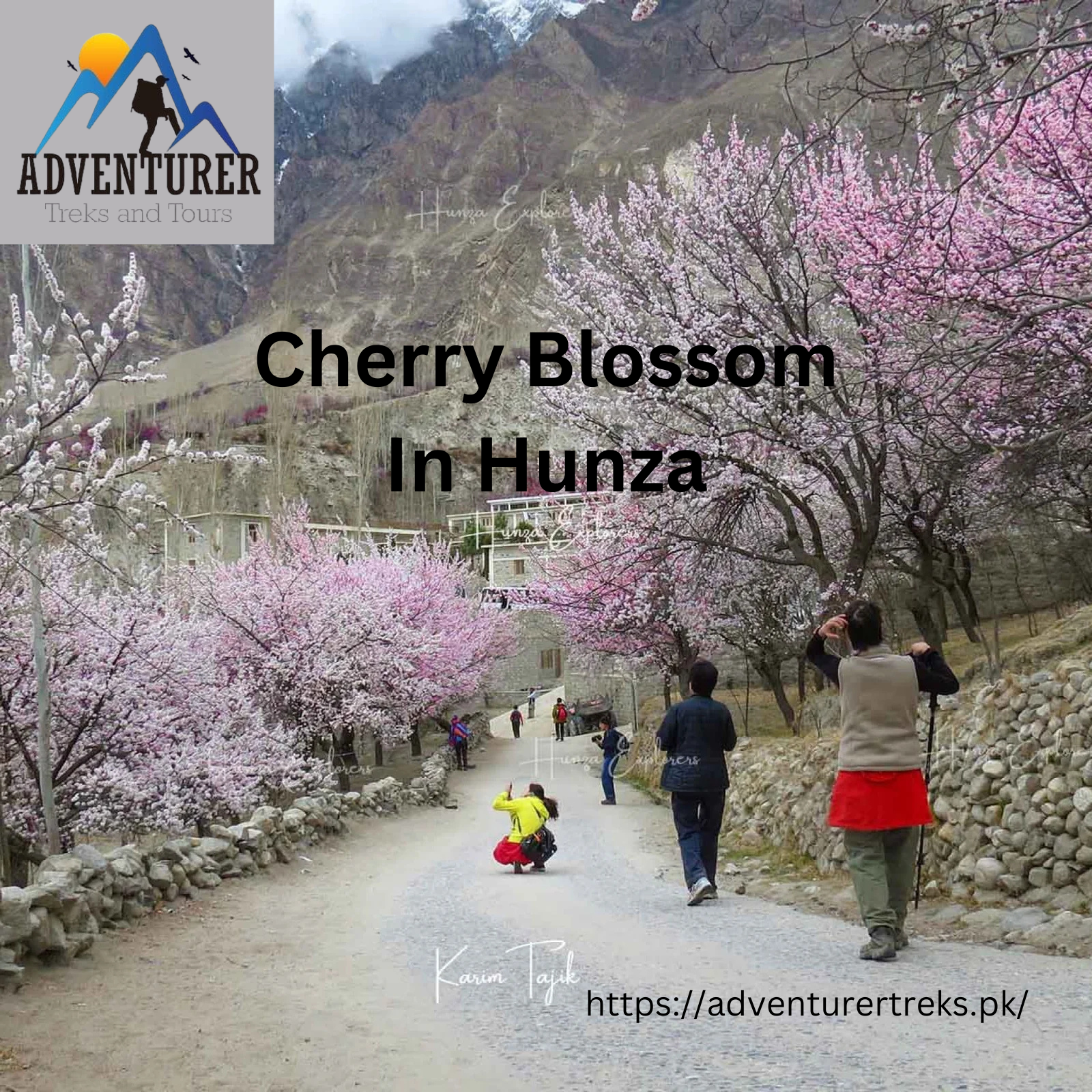 cherry blossom in hunza valley