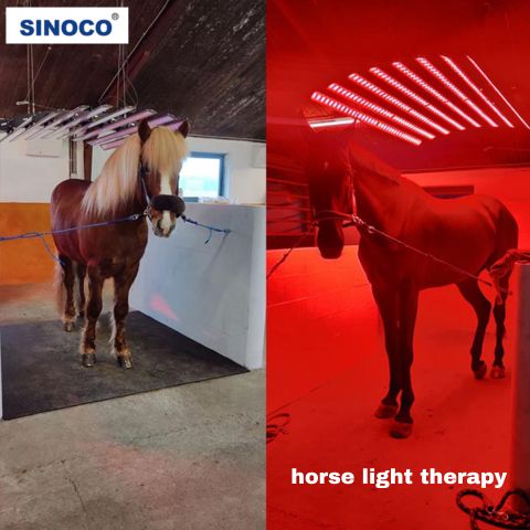 Enhance Equine Health with Advanced Horse Light Therapy