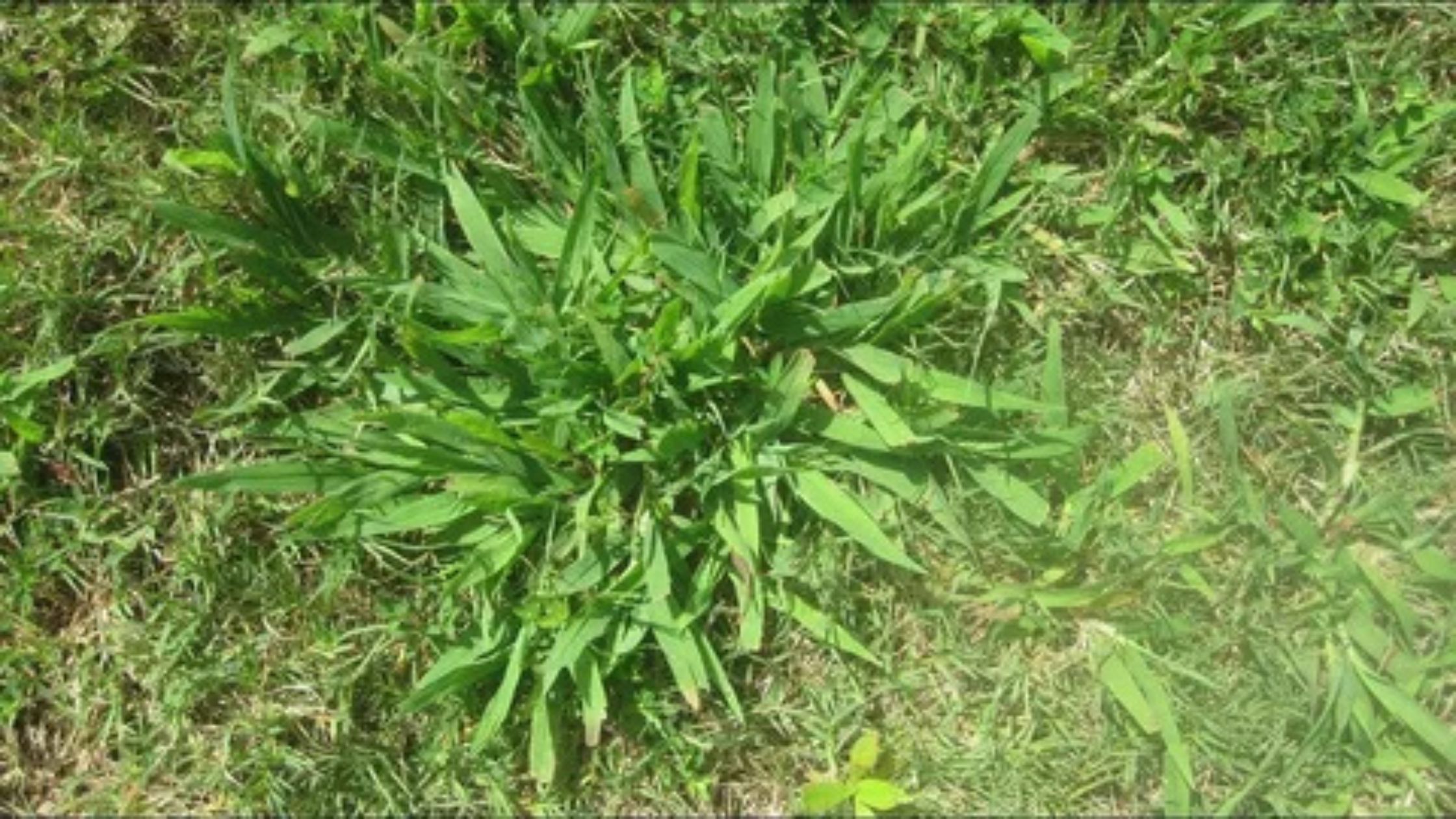 How to Kill Crabgrass Without Killing Your Lawn: Best Treatment Options