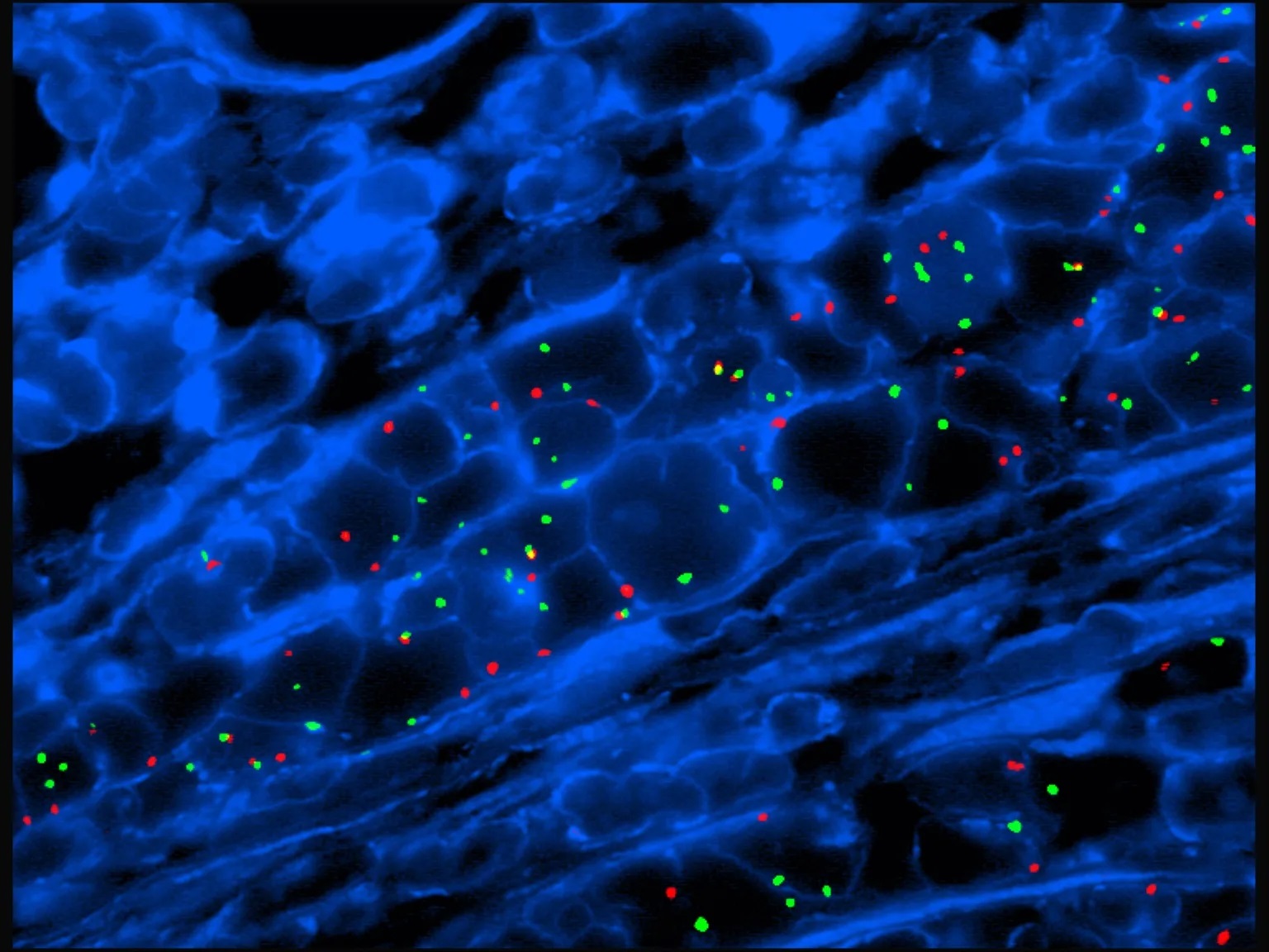 Fast FISH Probes for Genetic Research