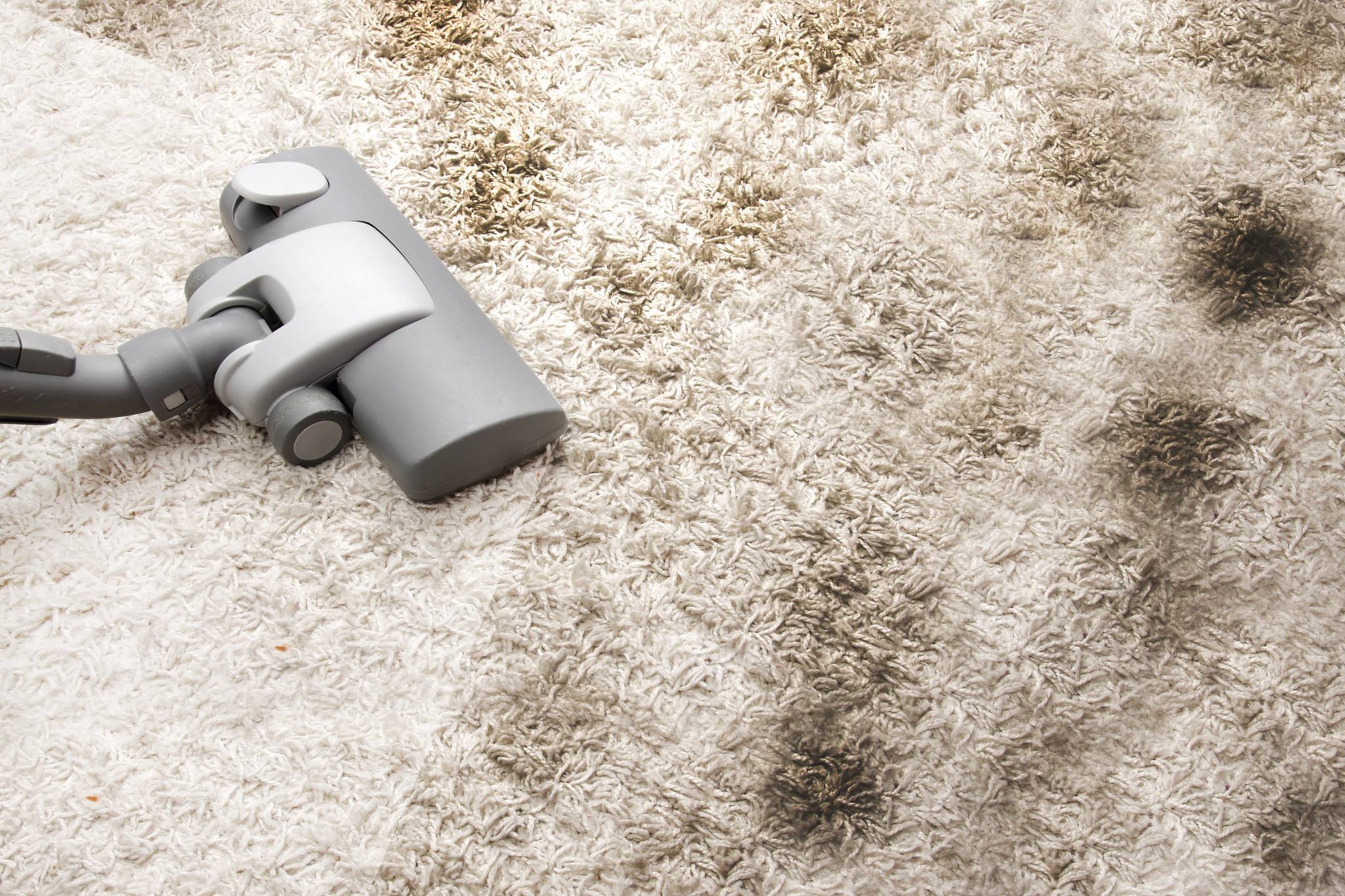 Fort Collins Carpet Cleaning | Professional Carpet Care