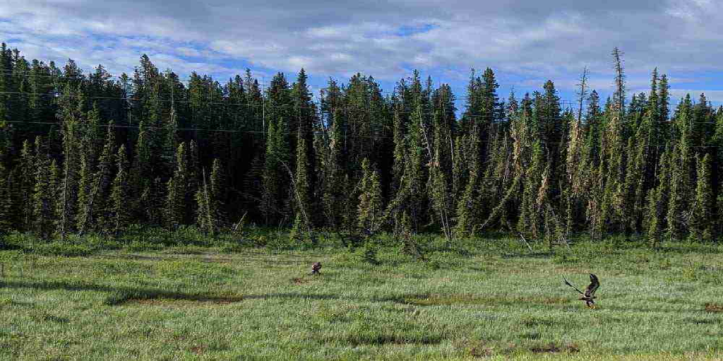 Why Land Consultants Matter in Mature Edmonton Communities