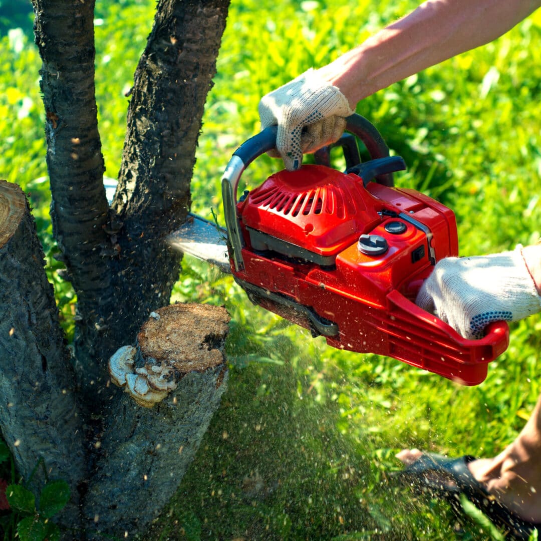 Tree Removal