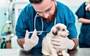 When Is It Best to Consider Dog Vaccination in Regina?