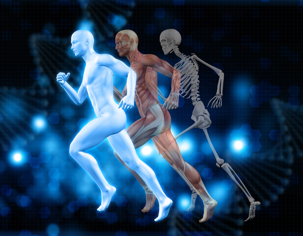 master musculoskeletal
