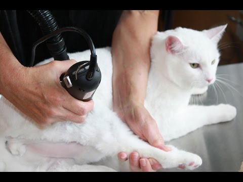cat grooming in Dubai