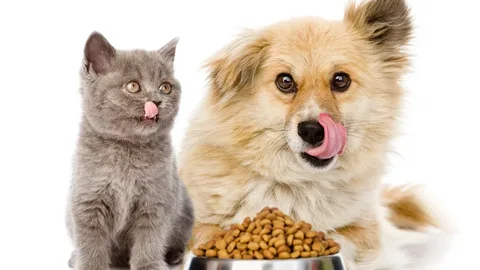 Homemade Pet Food: Healthy Recipes for Dogs and Cats