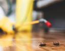 Which Type of Pest Control is Best? The Truth