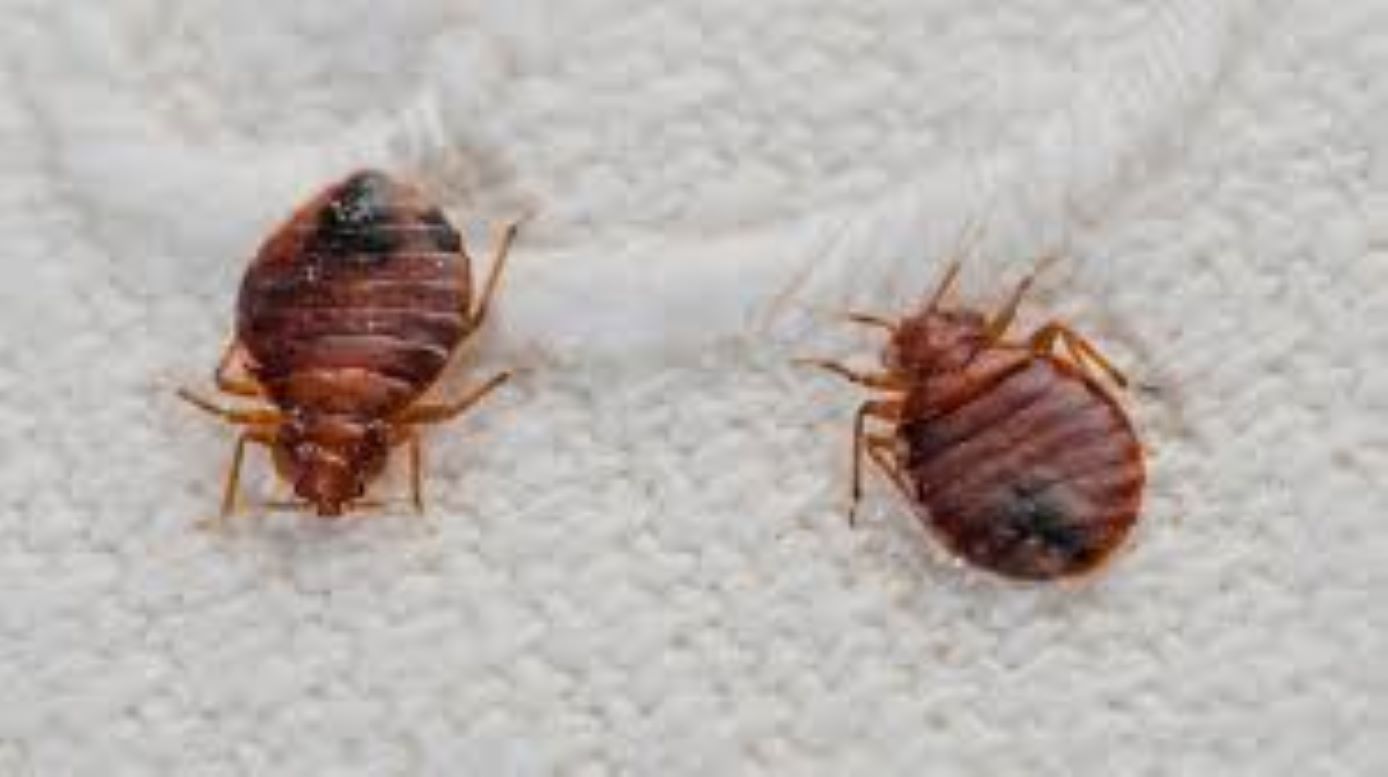 Bed Bug Exterminator in Philadelphia