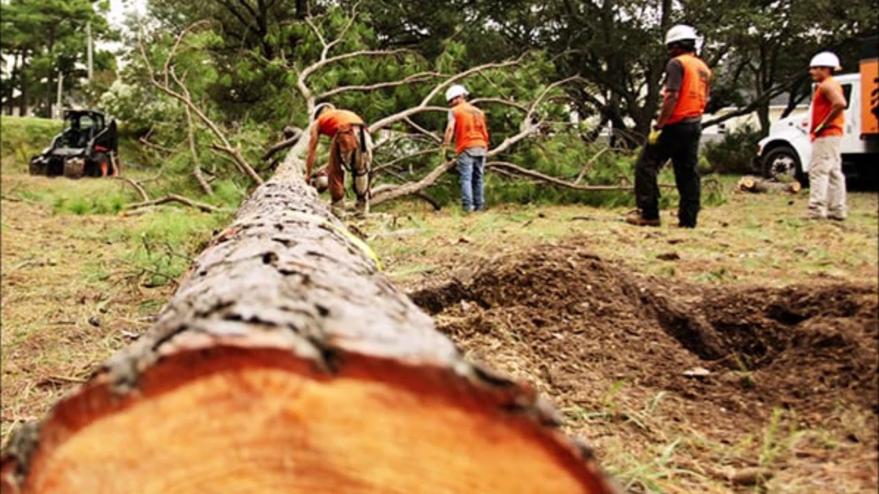Stump removal near me