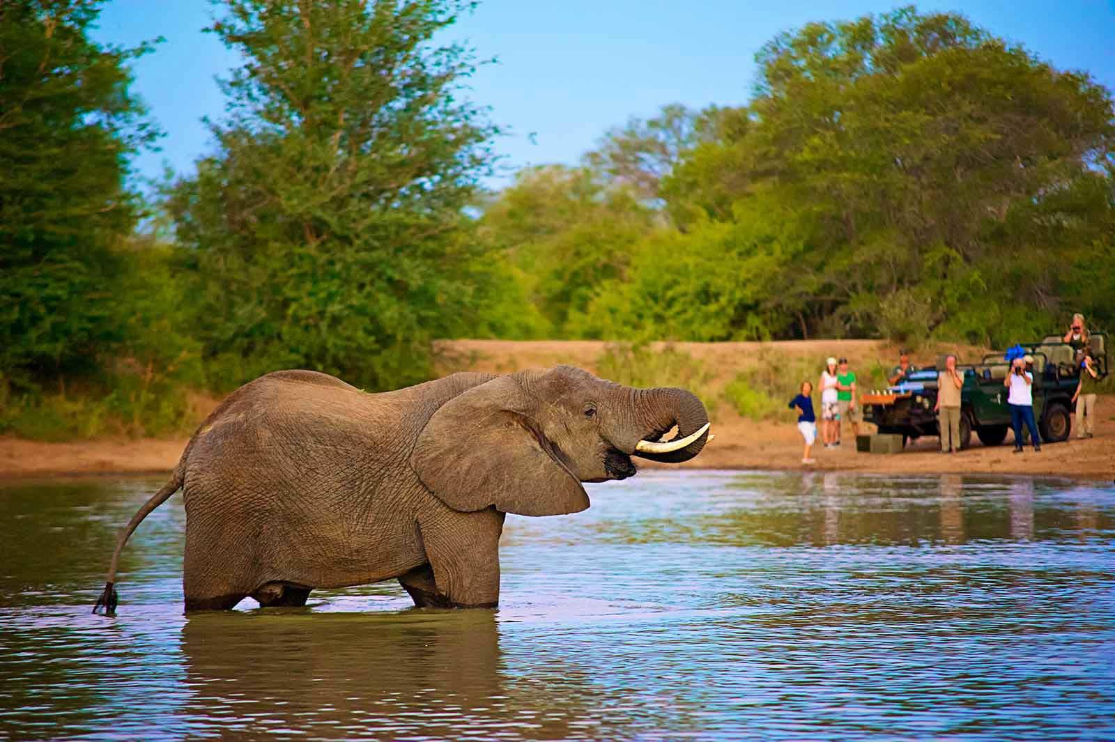Timbavati game reserve lodges
