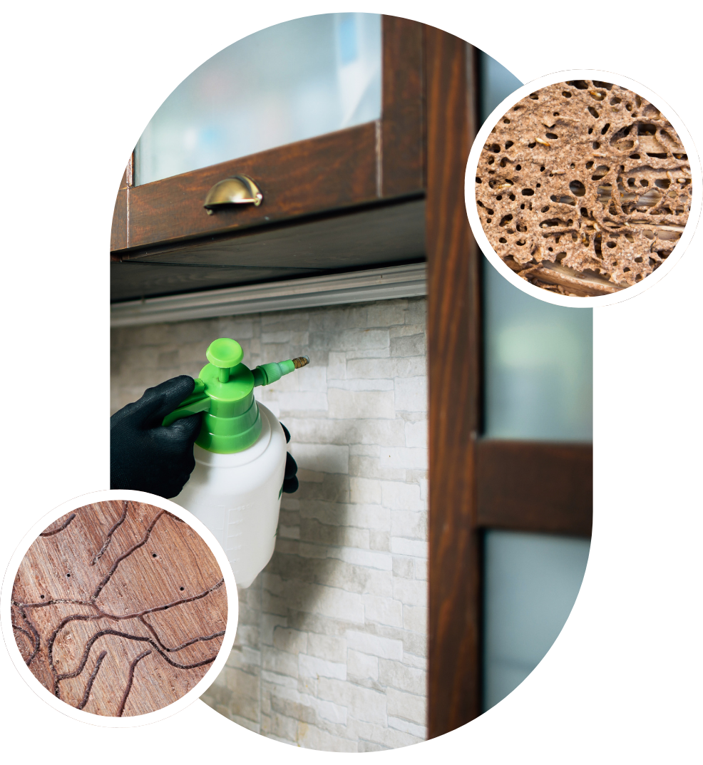 termite control san fernando valley