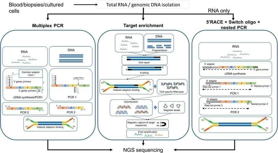 Overview-of-Strategies-for-TCR-profiling-based-on-next-generation-sequencing