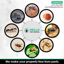 What’s Lurking Behind Your Walls Might Not Be What You Think?