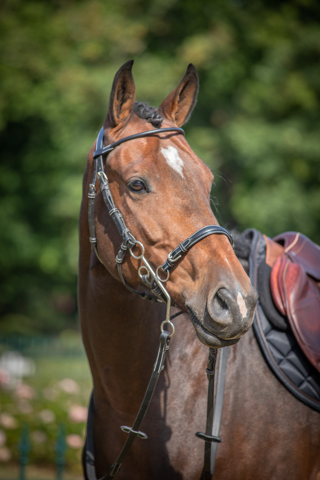 Equine bridles australia