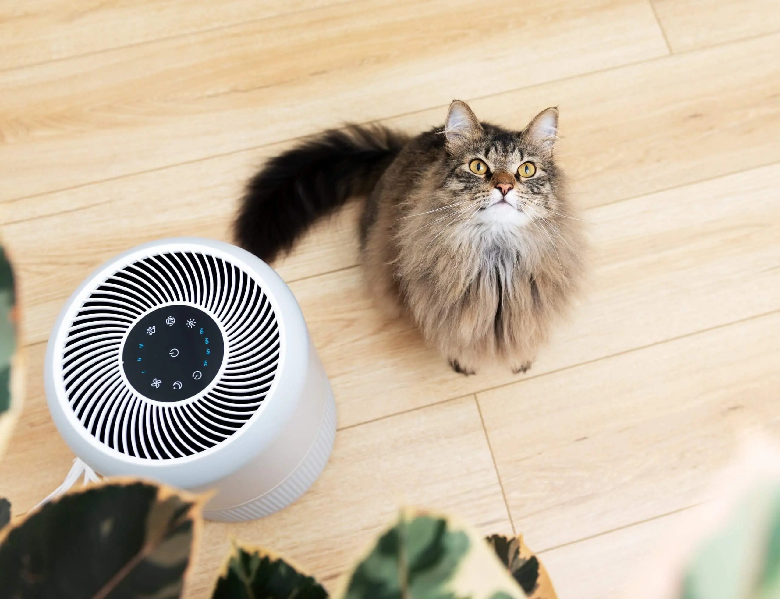 Breathe Easy: The Ultimate Guide to Air Purifiers for 2025
