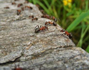 What Can I Expect After Pest Control Treatment in Scarborough?