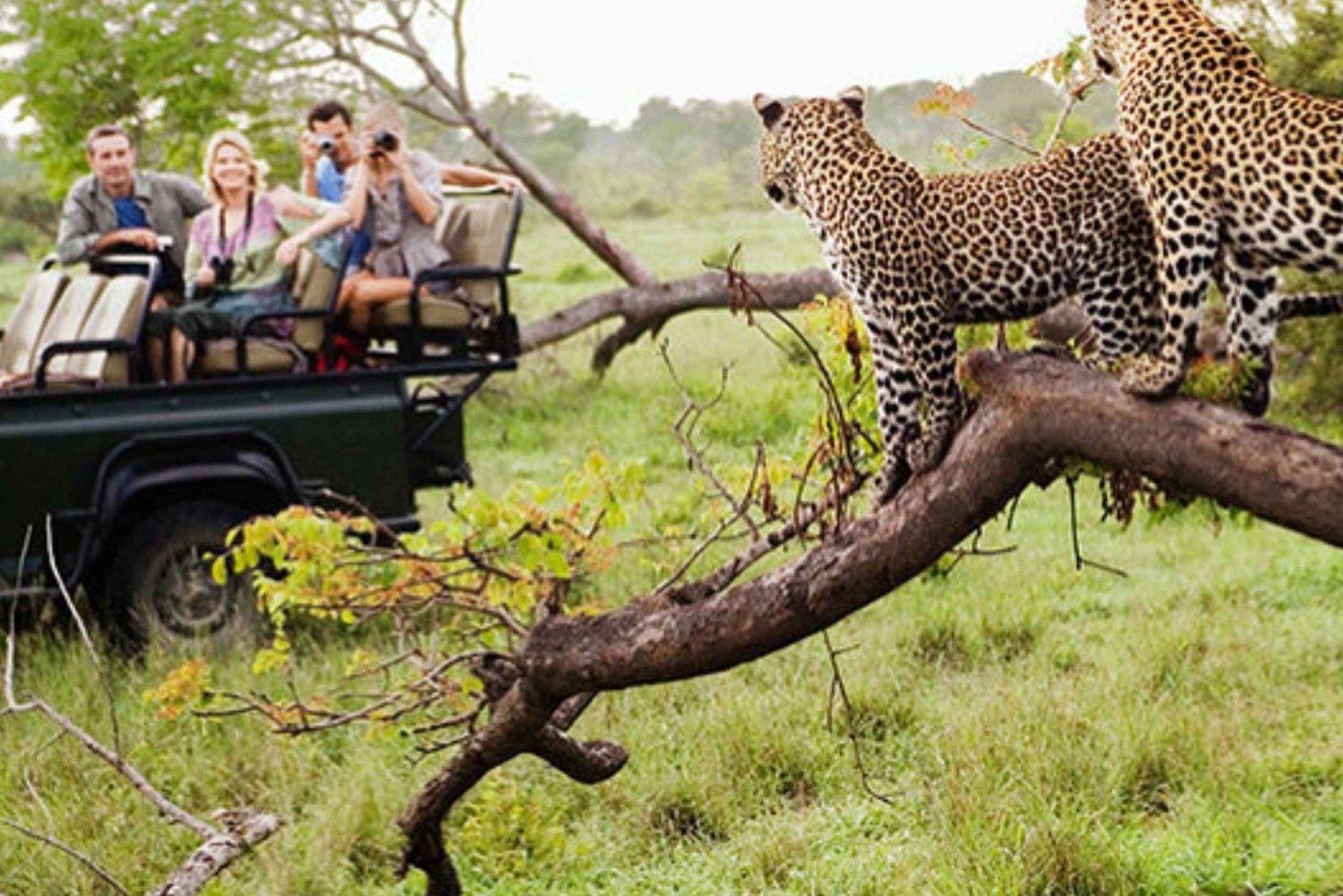 Jhalana Leopard Safari Tour in Jaipur