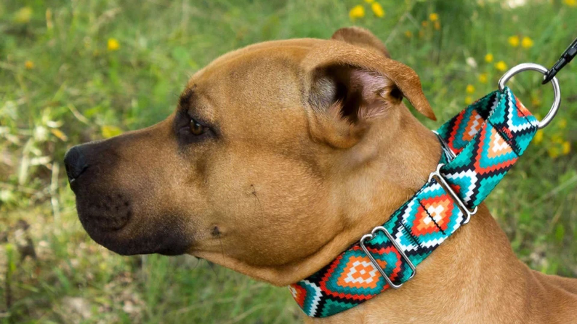 martingale dog collars​