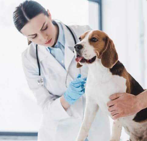 Half a Febreze; But Cat Smell Still Burning Your Nose? Read It