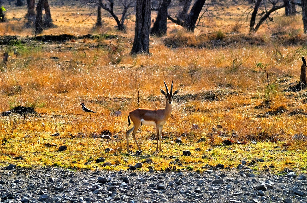 Golden Triangle Tour with Ranthambore for Wildlife & Heritage
