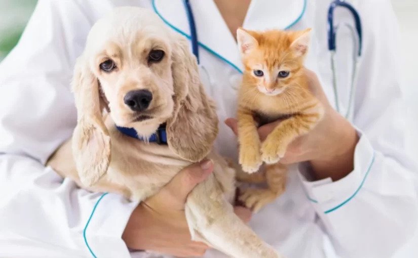 Why Spaying Cats in Regina Is the First Step Toward a Healthier Pet Community?