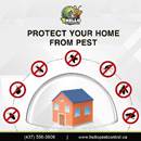 Cleaning Counters Daily? Still, Mouse Droppings Are There