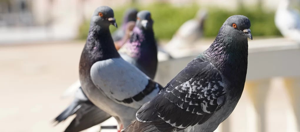 What Is the Best Bird Control Service in Abbotsford?
