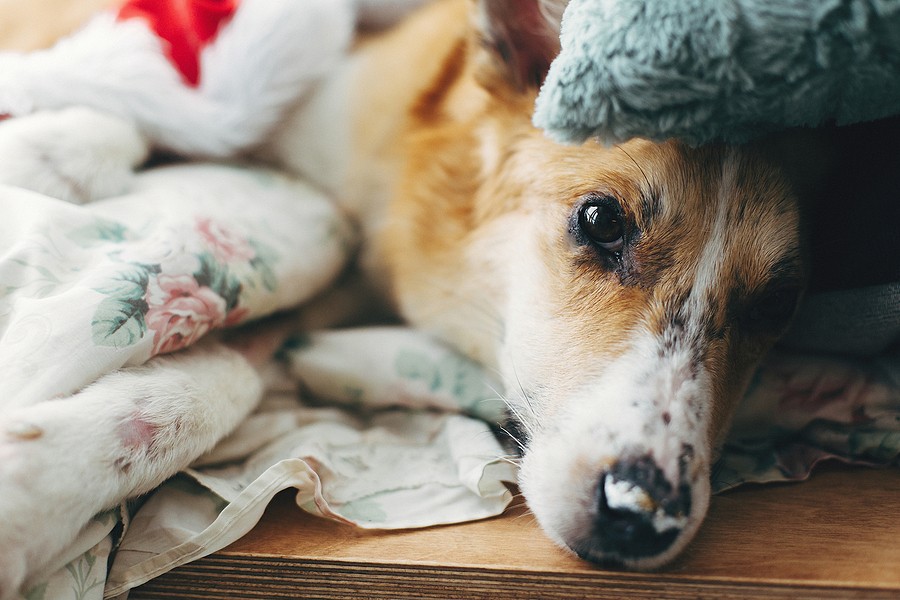 pet hospice
