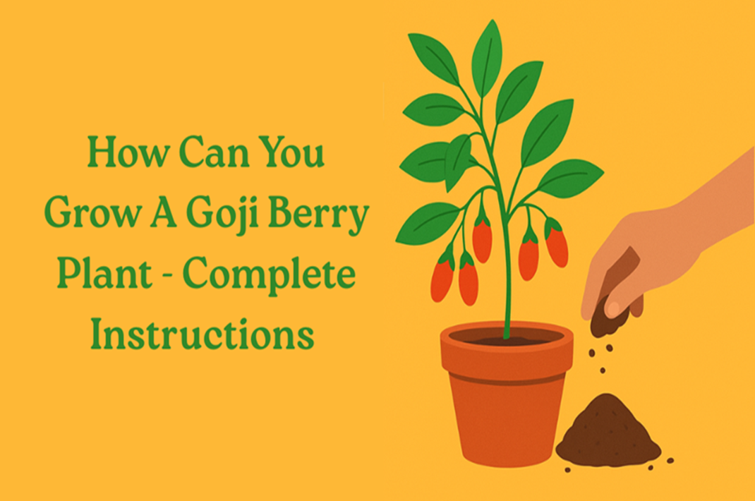 Goji Berry Plant