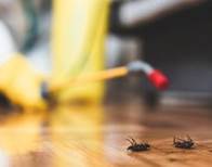 Why Families Choose Professional Pest Control in Scarborough?