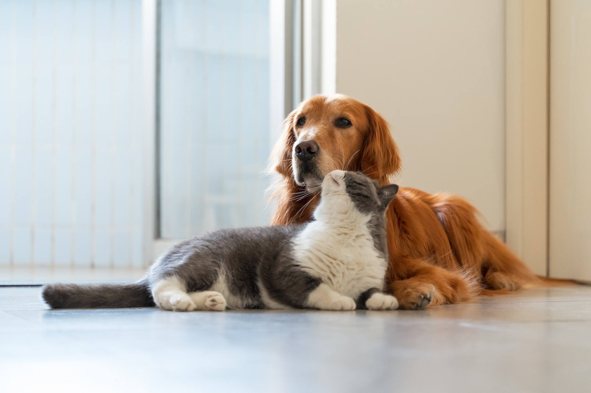 How Do You Decide the Best Aftercare Option for Your Pet After Euthanasia