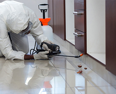 What’s Attracting Your Ants To Your Home Now? 