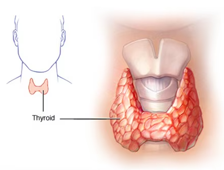 thyroid specialist doctor in surat