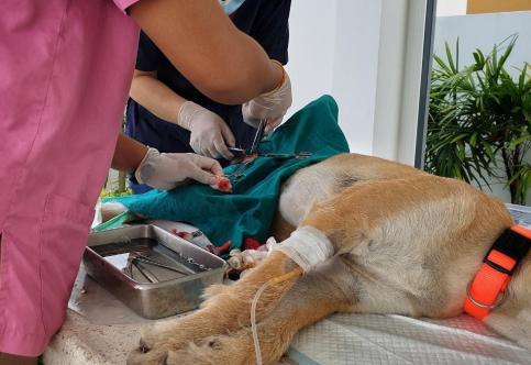 What’s the Difference Vaccinated and Non-Vaccinated Dog?