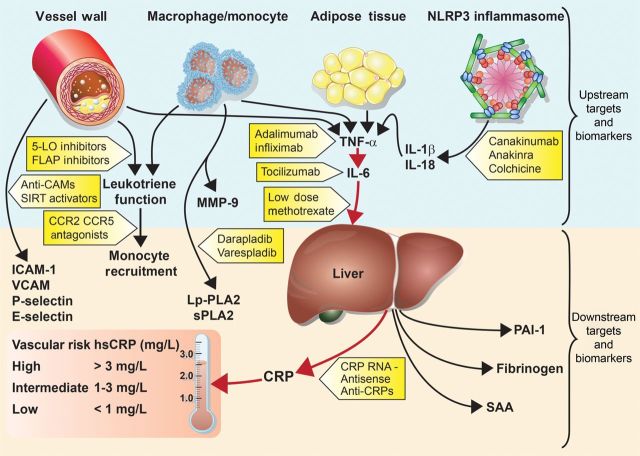 C-reactive Protein (CRP) Testing Market