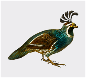 Open Enchantment with Fairies and AngelsEmbroidery Artwork